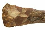 Fossil Hadrosaur (Edmontosaurus) Tibia Bone - Wyoming #304608-5